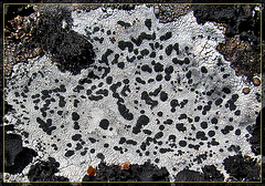 Wonderful Lichen