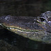 Mississippi-Alligator (Hellabrunn)