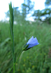 flax blossom