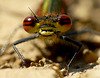 Large Red Damselfly Face