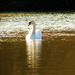 Swan Dreams