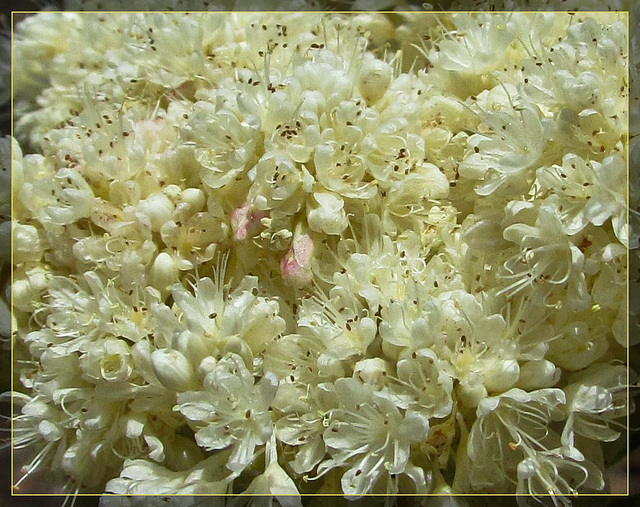 Close-Up of Cream Flowers