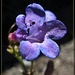 Lovely Penstemon Blossom