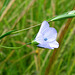 Flax Blossoms