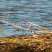 Pebsham Floods Pied Wagtail
