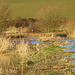 Pebsham Floods New Ponds