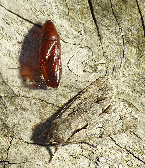 Grey Dagger Moth (Acronicta psi)