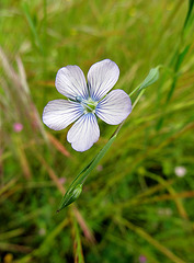 Flax Blossoms