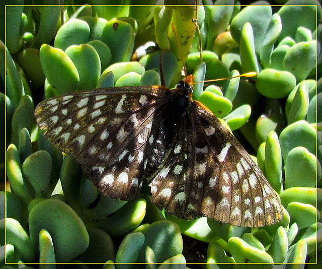 Butterfly on Succulents