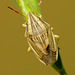 Bishop's Mitre Bug
