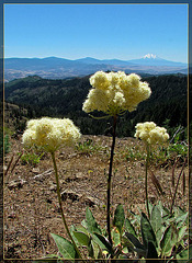 Creamy Flowers with Shasta in the Background
