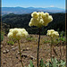 Creamy Flowers with Shasta in the Background