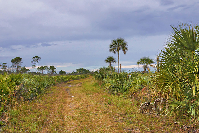 The Scrub Ridge Trail – Merritt Island, Florida