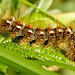 Brown-tail Moth Caterpillar