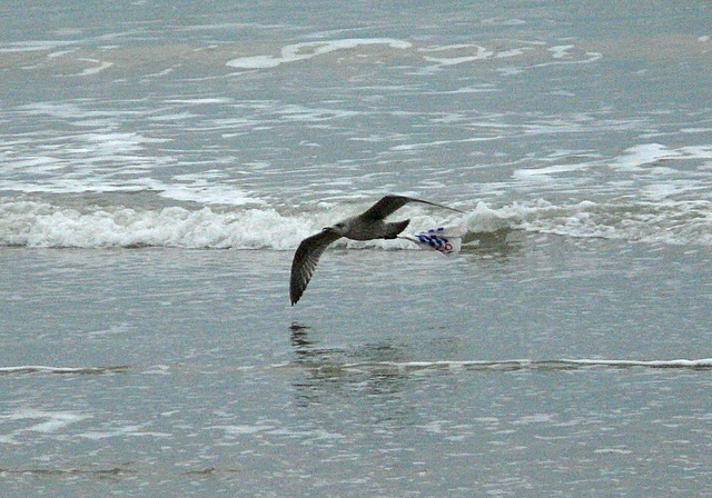 Tesco Carrier Bag On Young Gull