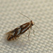Phyllonorycter coryli - Nut Leaf Blister Moth