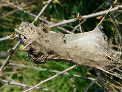 Brown-tail Moth Caterpillar Tent