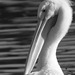 Pelican (aka) a Snowbird  ..