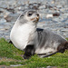 Fur Seal South Georgia