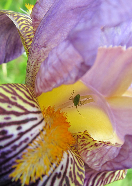 Green Bug Inside Bearded Iris