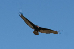 Tombstone Vulture