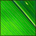 Corn Leaf Detail