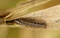 The Drinker Moth Caterpillar