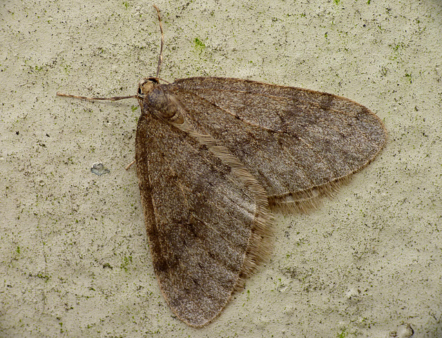 Winter Moth