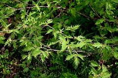 Corylus avellana ' Laciniata ' ( = Heterophylla )