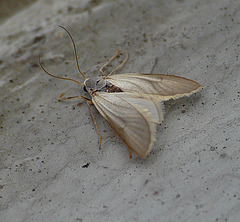 Water Veneer Moth