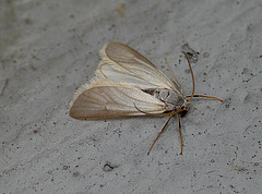 Water Veneer Moth