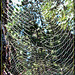 Multiple Spiderwebs