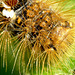 Brown-tail Moth Caterpillar Hairs
