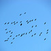 Signs of Autumn; Sandhill Cranes