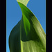 Towering Corn Leaf