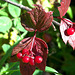 Highbush cranberries 2