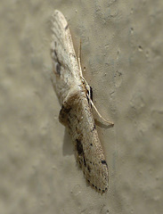Single Dotted Wave Moth -Face