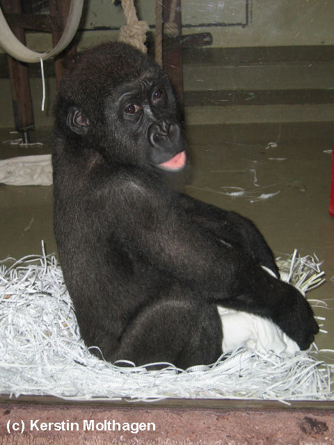 Gorillajunge N'Bia (Wilhelma)