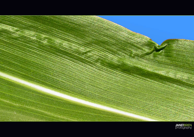 Corn Leaf Abstract