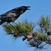 Raven Invasion