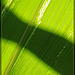 Corn Leaf with Shadow Band