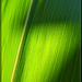 Glowing Corn Leaf