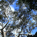 Eucalyptus against the sky