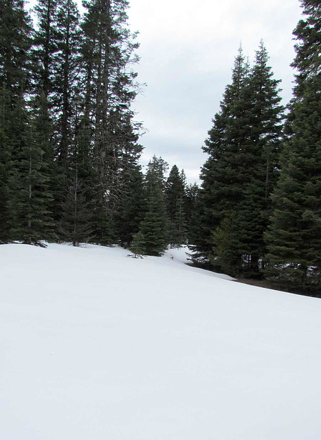 gp-snowandtrees