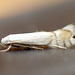 Phyllocnistis sp.