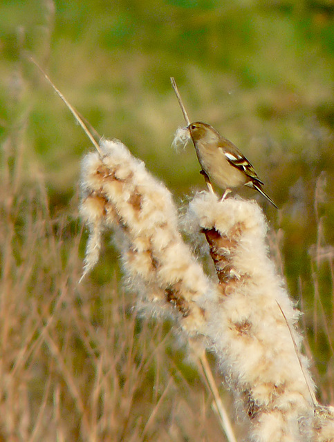 Great Bearded Chaffinch