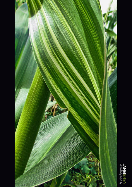 Varigated Corn Leaf