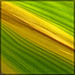 Gold and Green Corn Leaf Abstract