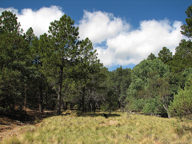 A forest meadow at Reef Campground
