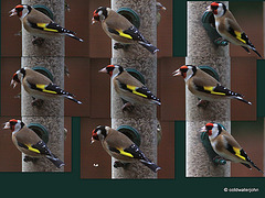 Goldfinches at breakfast this morning - collage